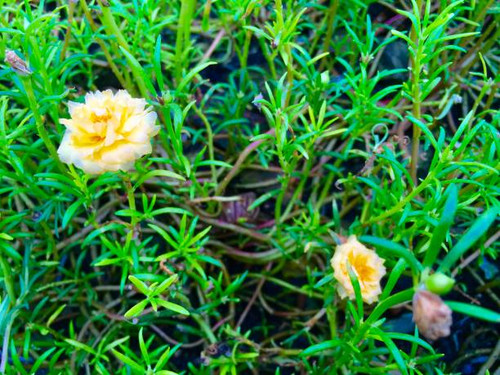 Beautiful Flower, Fresh YellowCommon Purslane, Verdolaga, Pigweed, Little Hogweed, Pusley, Red Root,.jpg