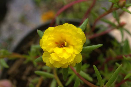 A state full of colors thanks to an immense amount of wild flowers, roses and others..jpg