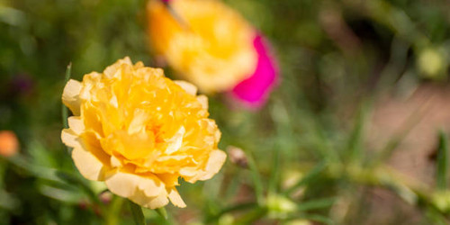Flower soft focus with some sharp and natural blurred background. Bouquet of blue, purple, pink, whi.jpg