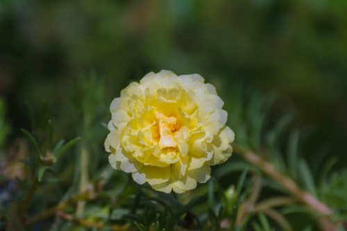 Flower (Portulaca, Moss Rose, Sun plant, Sun Rose Flower) yellow color, Naturally beautiful flowers .jpg