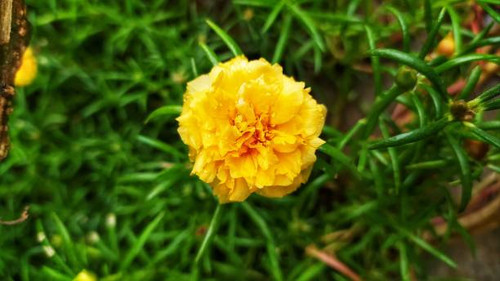 fresh yellow flower in the morning after it rains.jpg