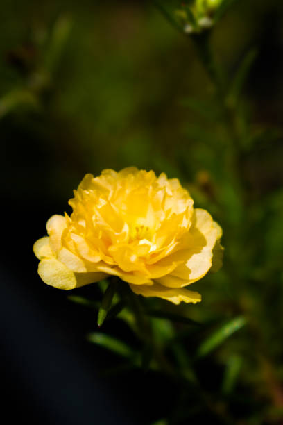 Flowers which have beautiful yellow colors, closeup, indonesia, outdoor,.jpg