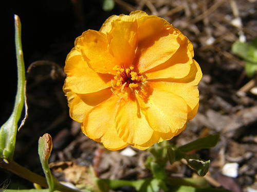 A lucky shot of an orange ice plant flower - the flowers don't last long and bloom suddenly and in d.jpg