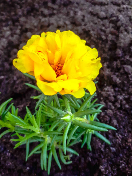 Yellow garden flower.jpg