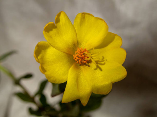 An extreme close up look at the center and delicate inner petals of a yellow moss rose in full bloom.jpg