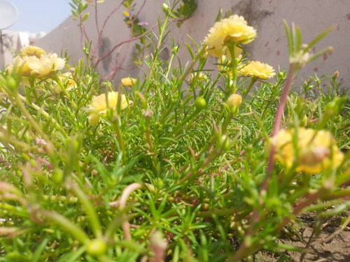 Many flowers.jpg