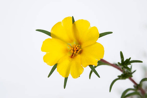 Moss rose on white background.jpg