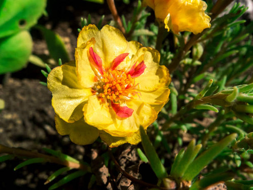 Large Yellow Flower with Red Accents on The Petals. Large flower with red marks on the retals in a c.jpg