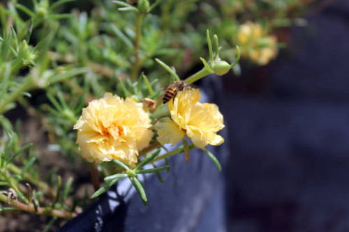 Little Yellow flowers.jpg
