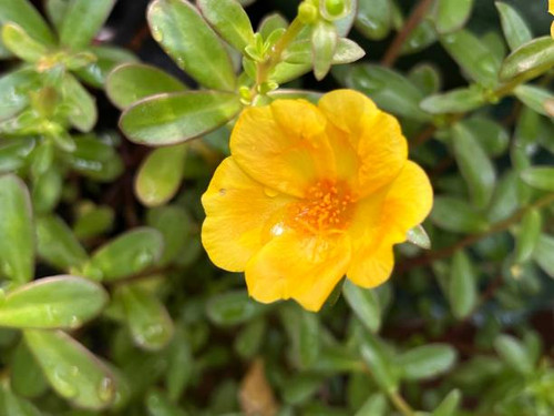 Portulaca grandiflora is a succulent flowering plant in the family Portulacaceae..jpg