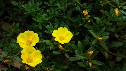 the beauty of purslane flower or rose moss or bunga krokot. this plant is easy to grow in tropical a.jpg