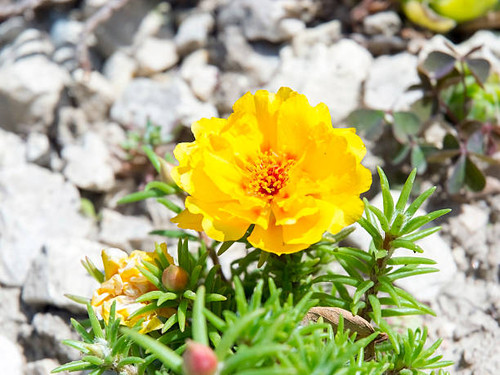 Moss-rose Purslane or Moss-rose (Portulaca grandiflora).jpg