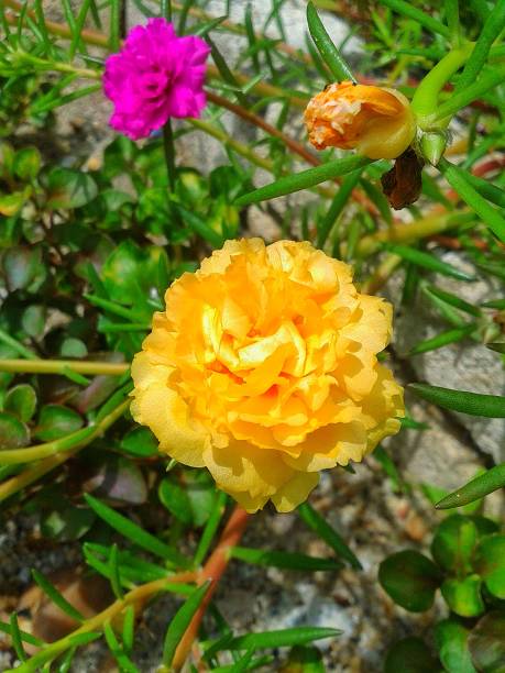 Moss rose flowers in the garden.jpg