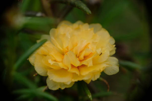 Macro photo of Portulaca grandiflora (moss-rose purslane) in the garden with selective focus..jpg