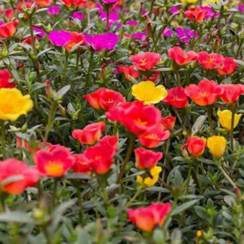 11 portlac mix 2 jpg.jpg