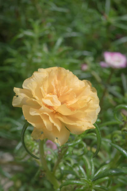 Flower petals Moss-rose purslane Portulaca yellow closeup detail with green leaf background.jpg