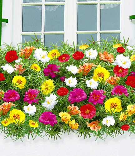 16 9105452662814 jpg.jpg