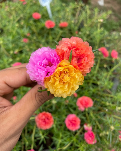 15 double mix portulaca jpg.jpg