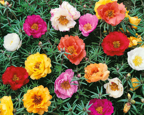 12 Double Mixed Portulaca Seeds 6020 jpg.jpg
