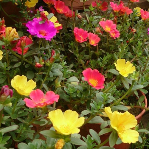 14 portulaca oleracea mixed 2 jpg.jpg
