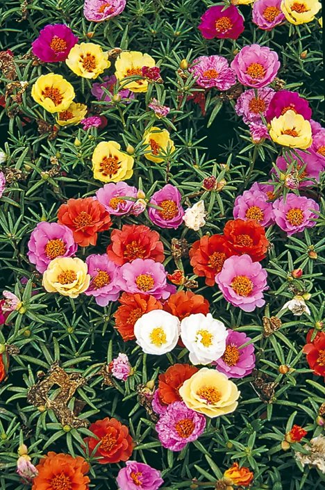 52 sundial mix portulaca portulaca grandiflora sundial mix flowers millette photomedia 15895 jpg.jpg