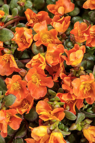 48 portulaca mojave tangerine tag jpg.jpg