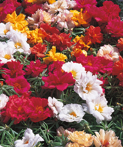 50 046256 002 jpg.jpg