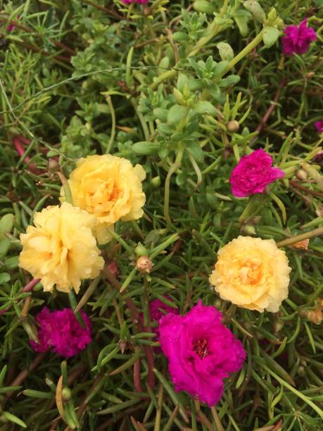 Beautiful flowers in the nursery.jpg