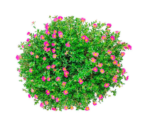 a bush with pink flowers on a white background a green plant with pink flowers and green leaves.jpg
