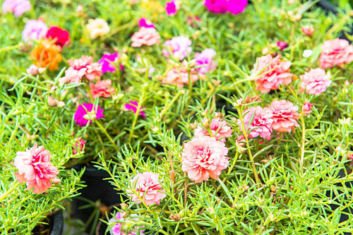 beautiful bouquet flowers on green background.jpg