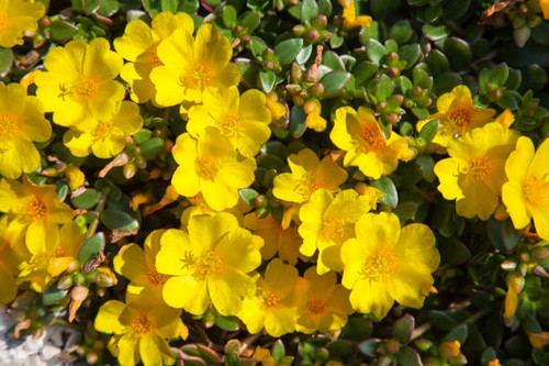 Bright yellow flowers of common purslane (Portulaca oleracea) annual succulent plant in natural gard.jpg