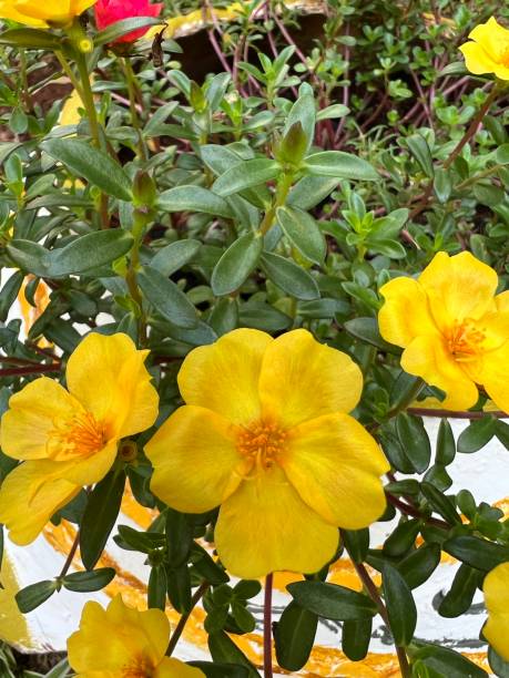 Common Purslane flowers bloom in the garden.jpg