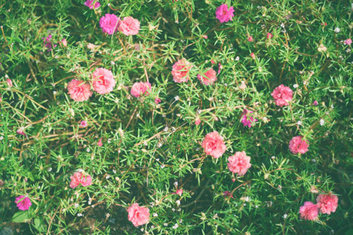 Beautiful flowers blooming in garden.jpg