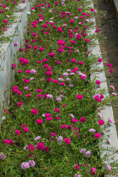 beautiful purslane flowers or Moss rose flowers (Potulaca grandiflora) for garden decoration.jpg