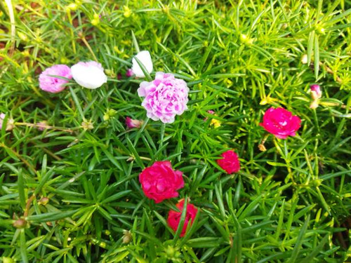 beautiful red and pink color isolated in green nail shape leaves.jpg