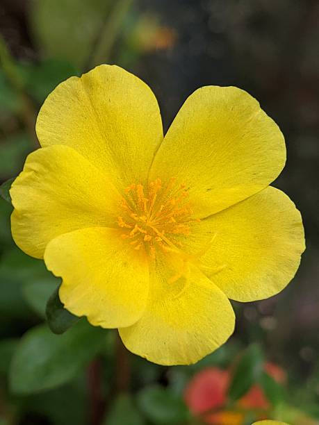 Defocused view of yellow coloured Moss rose purslane or Portulaca grandiflora flowers in the garden.jpg