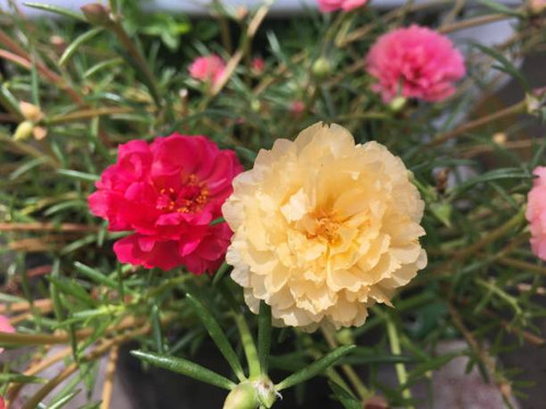 Beautiful flowers in small pots.jpg