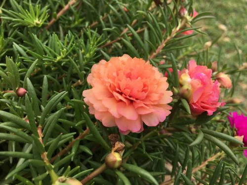 Beautiful flowers in the garden.jpg