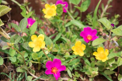 Beautiful and bright color flowers blooming in the terrace garden.jpg