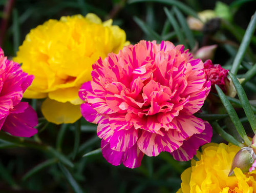Close up of Portulaca flower (Scientific name Portulaca oleracea)..jpg