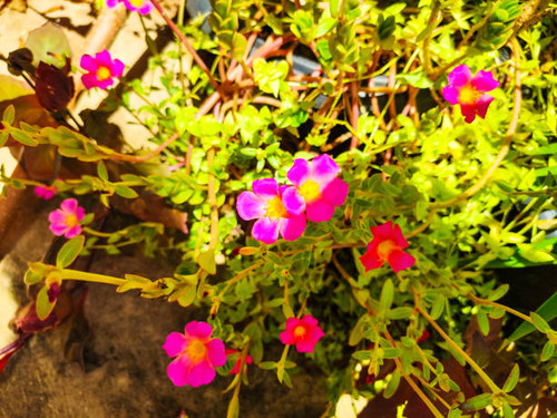 Blooming pink colored Portulaca umbraticola flower, also known as purslane.jpg