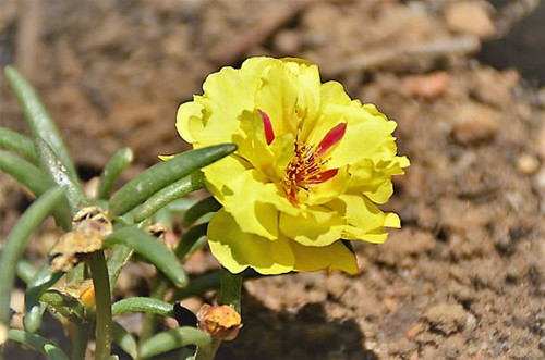 Portulaca grandiflora with flowers in garden on sunny day.jpg