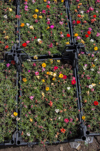 Blooming spring  flowers as a colorful background.jpg