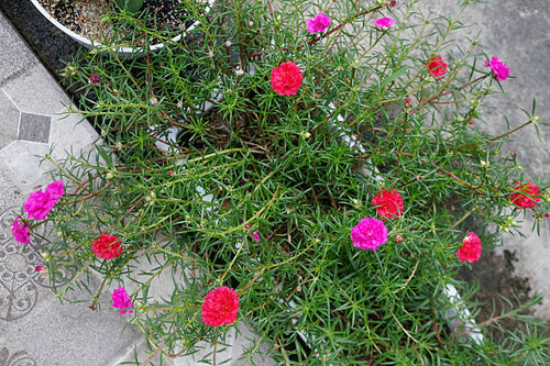 Close-up of colorful portulaca grandiflora or moss rose..jpg