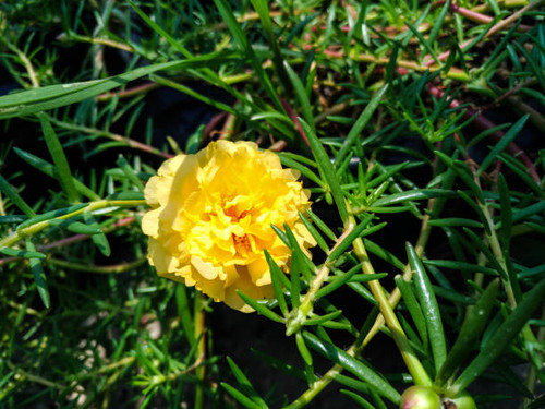 Double Yellow Moss Rose Purslane Flower (Portulaca Grandiflora) in Sunlight. A Plant of the Portulac.jpg