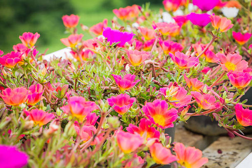 Close up of beautiful pink flowers.jpg