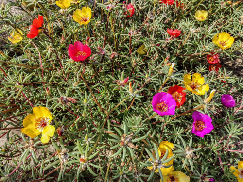colored Shrubby purslane flowers. Portulaca suffrutescens.jpg