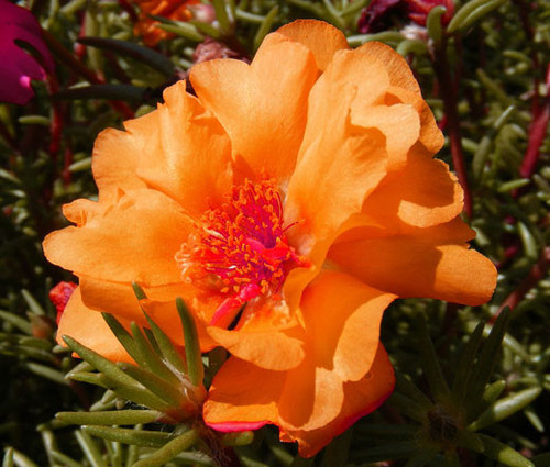 02 Moss Rose Orange Seeds Portulaca Grandiflora 37437 1504561018 jpg.jpg