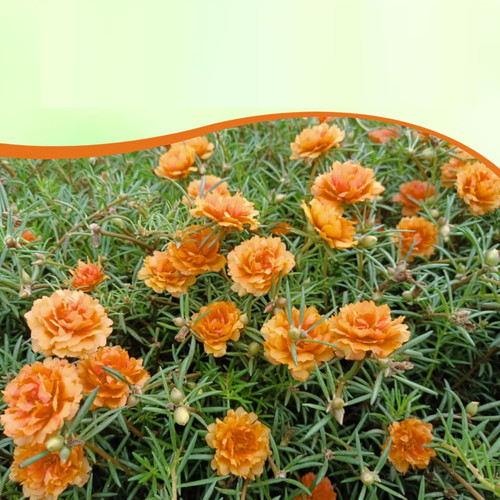 13 mossrosetangerine5 jpg.jpg