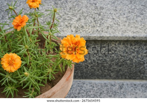14 portulaca plant orange flowers succulent 600w 2675654595 jpg.jpg